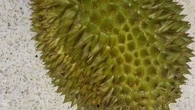 国产榴莲翻车了吗图片视频,一场视觉与味觉的碰撞